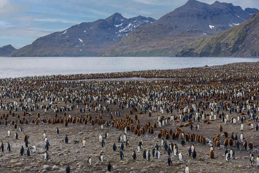 Pingüino Rey - islas Georgias del Sur 001.jpg